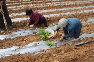 Planting cases