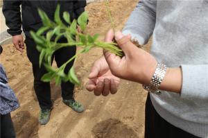 Planting cases