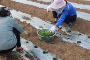 Planting cases