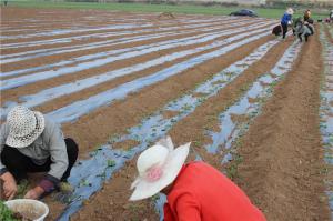 Planting cases