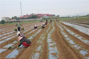 Planting cases