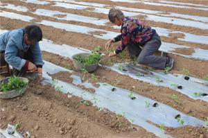 Planting cases