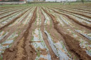 Planting cases